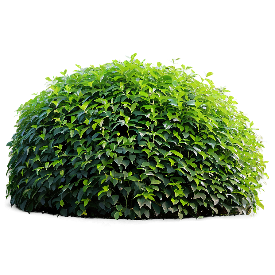 Shrub Hedge Png 36 PNG image