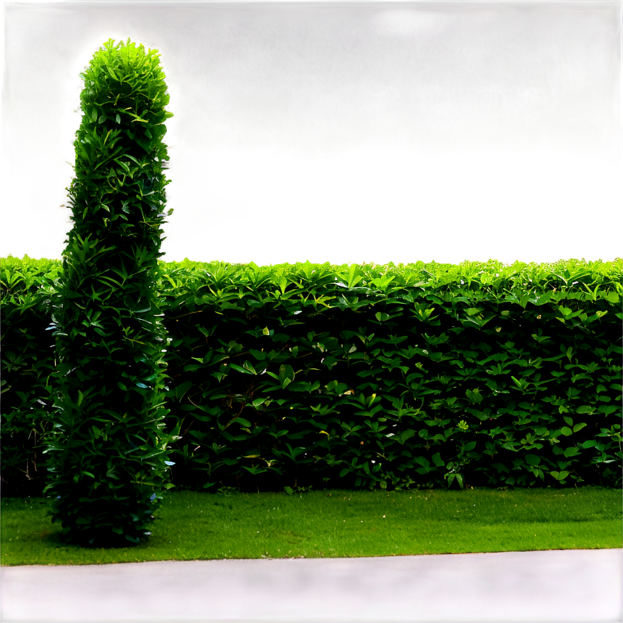 Shrub Hedge Png Qqf PNG image