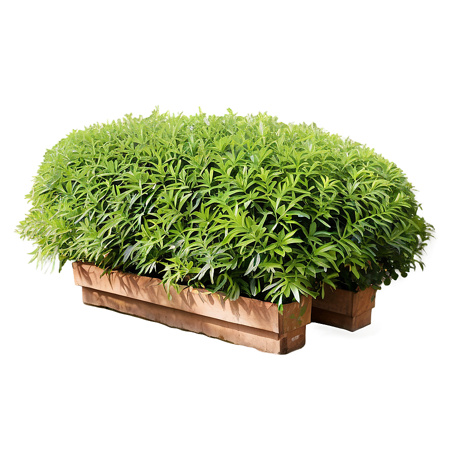 Shrub In Garden Bed Png 78 PNG image