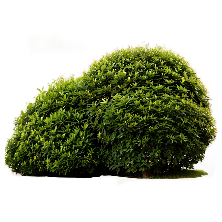 Shrub In Landscape Png 05252024 PNG image