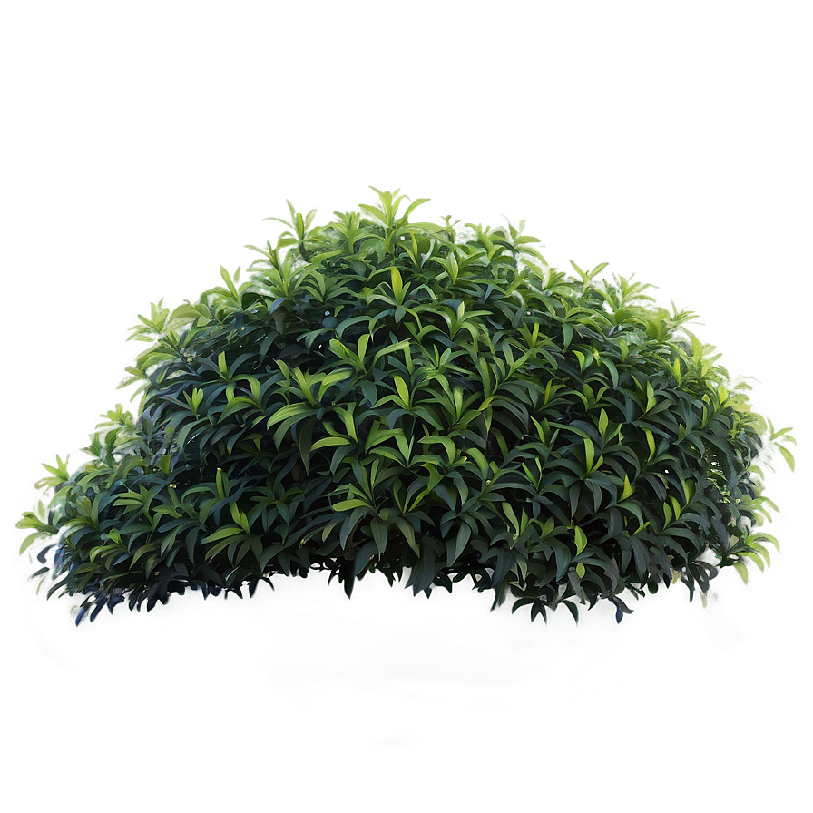 Shrub Outline Png Vrv8 PNG image