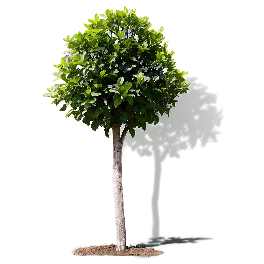 Shrub Plant Shadow Png 06292024 PNG image