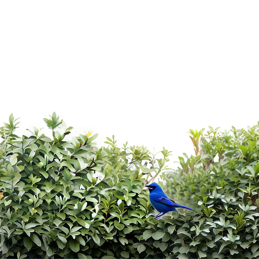 Shrub With Birds Png 05252024 PNG image