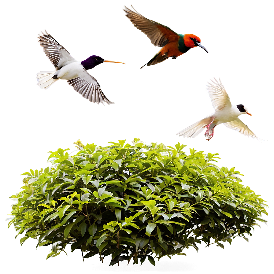 Shrub With Birds Png Nqf62 PNG image