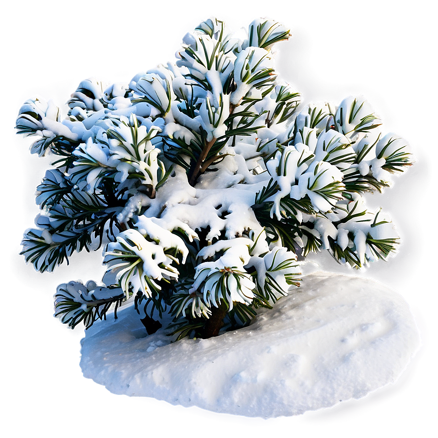 Shrub With Snow Png Gxr PNG image