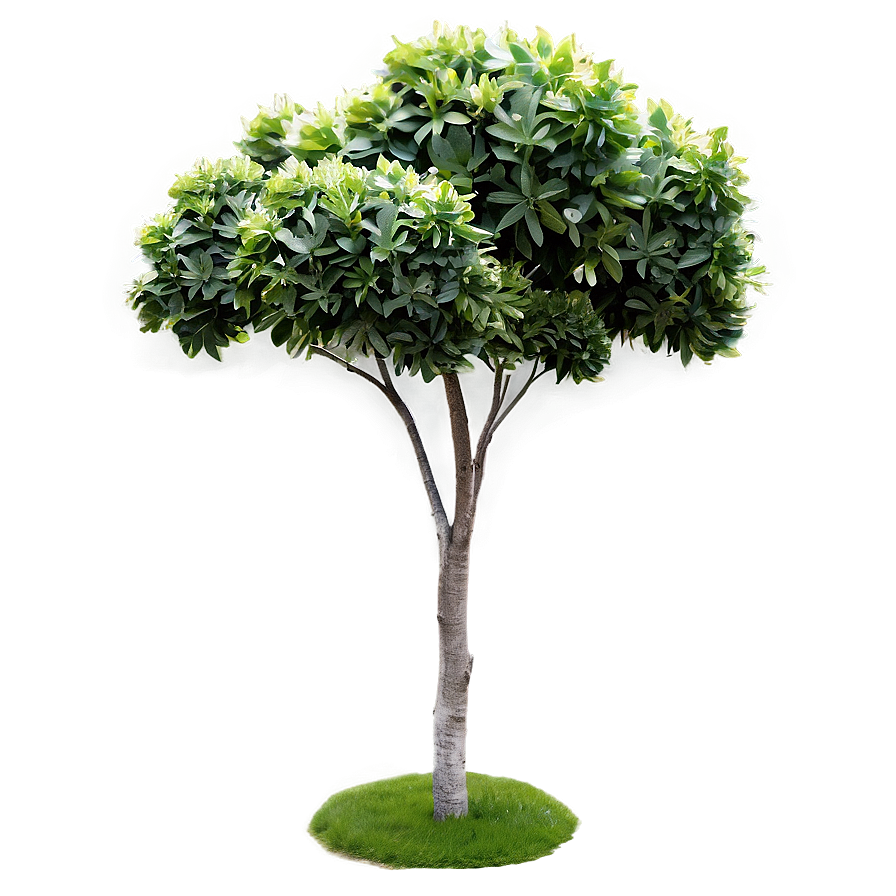 Shrubs C PNG image