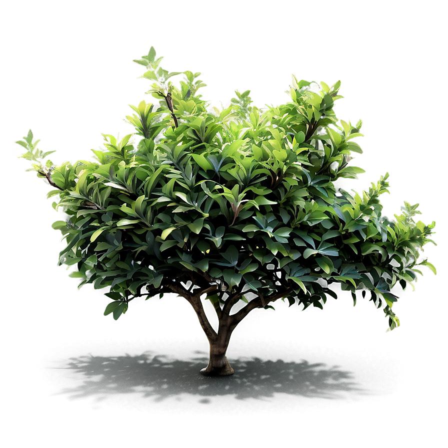 Shrubs D PNG image