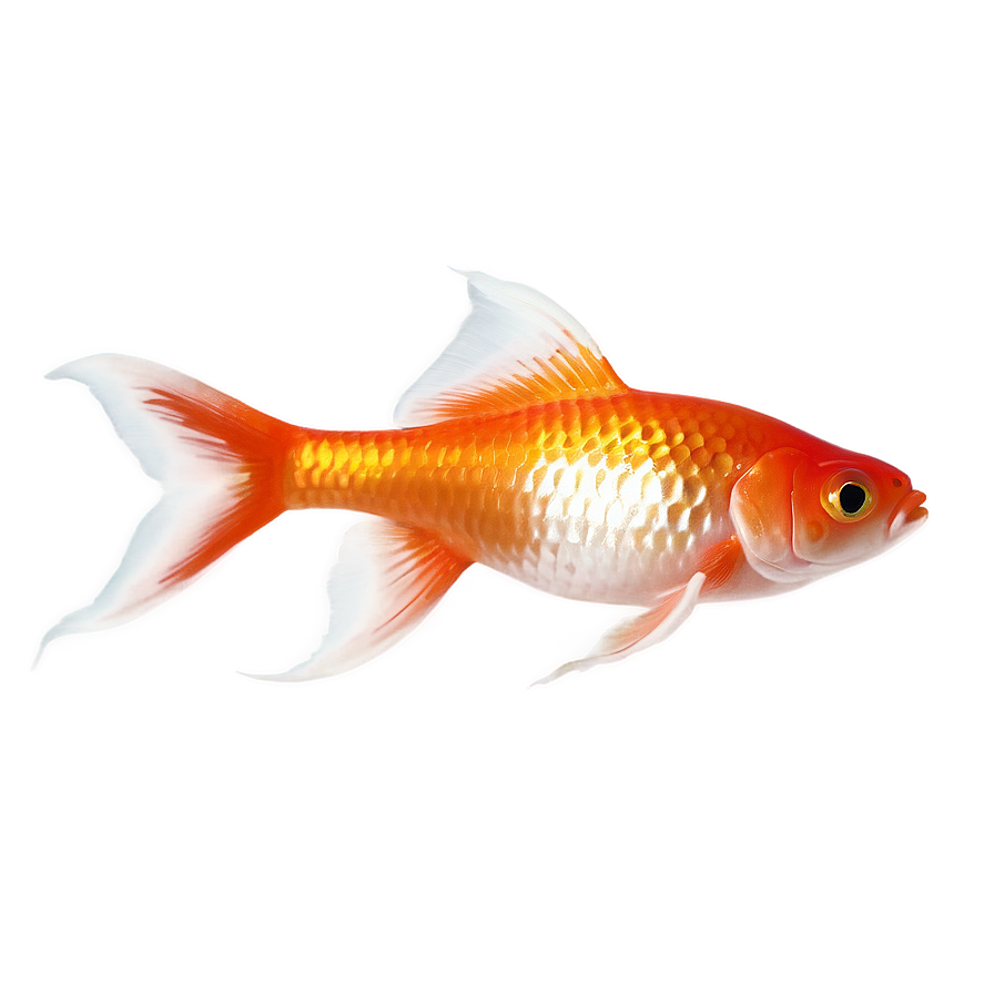 Shubunkin Goldfish Png 05212024 PNG image