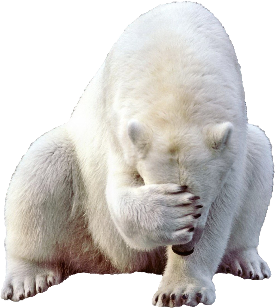 Shy Polar Bear Covering Face PNG image