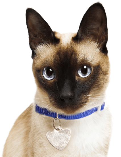 Siamese Cat Blue Collar PNG image