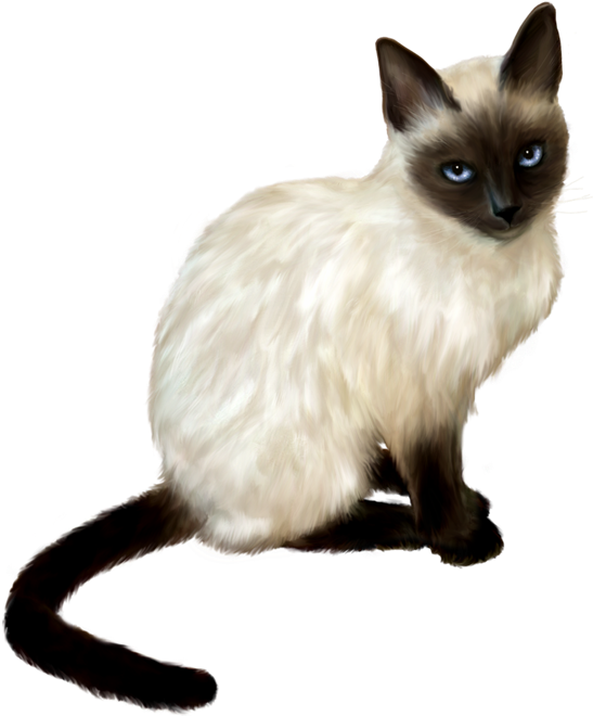 Siamese Cat Blue Eyes PNG image