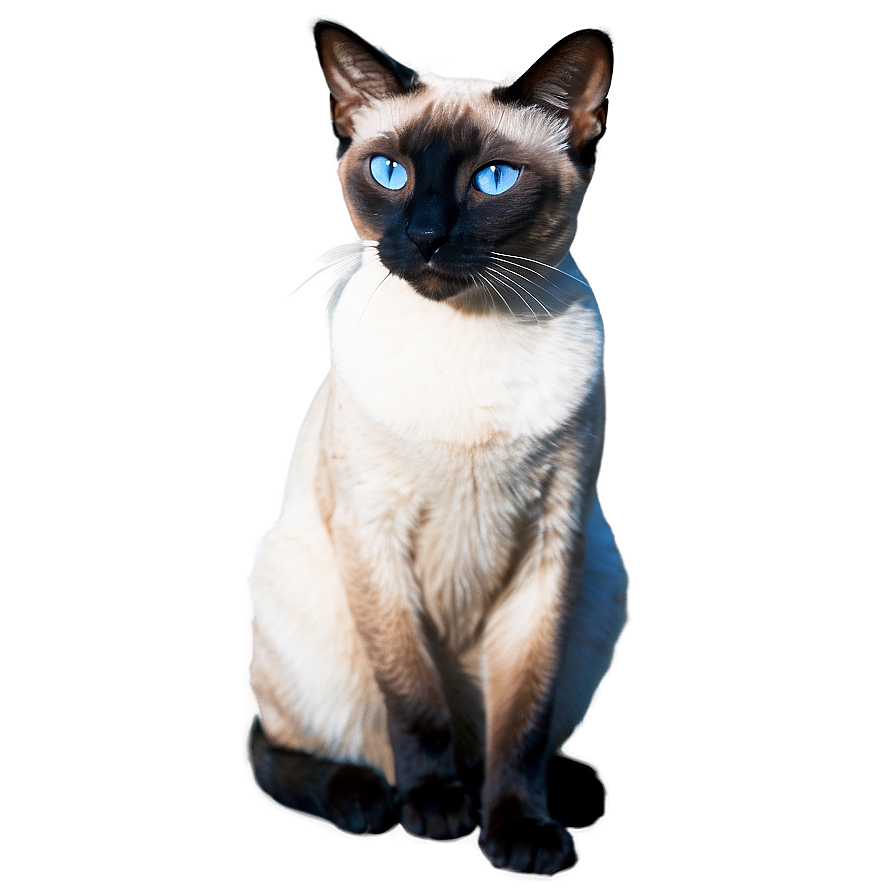 Siamese Cat C PNG image