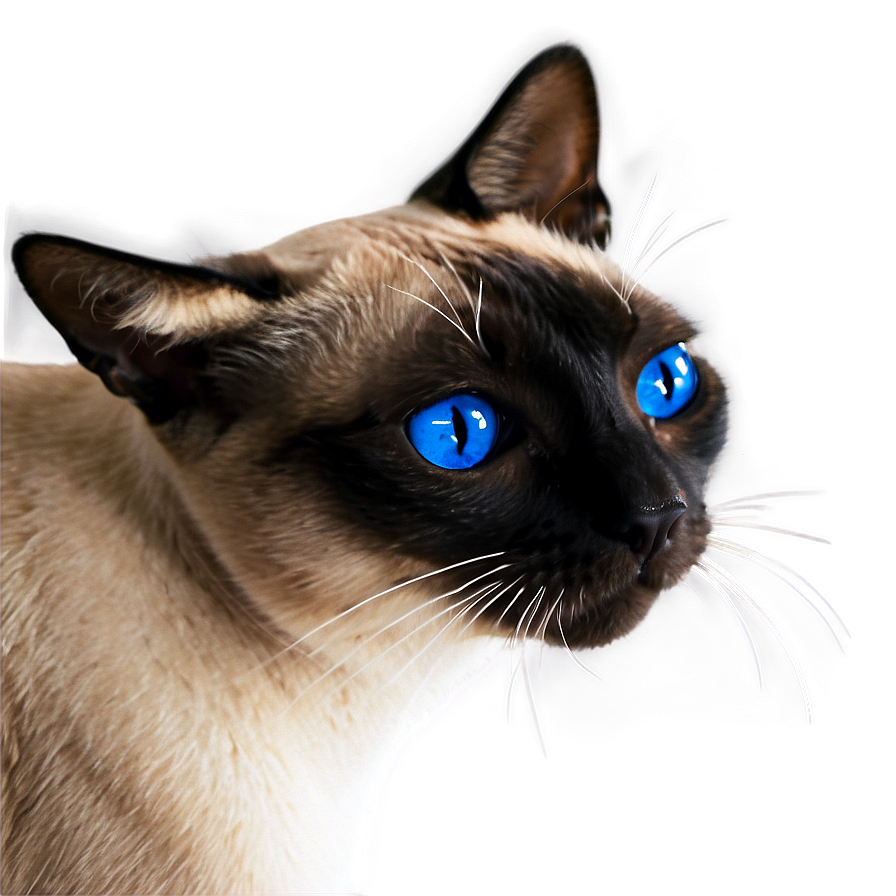 Siamese Cat Face Png 06122024 PNG image