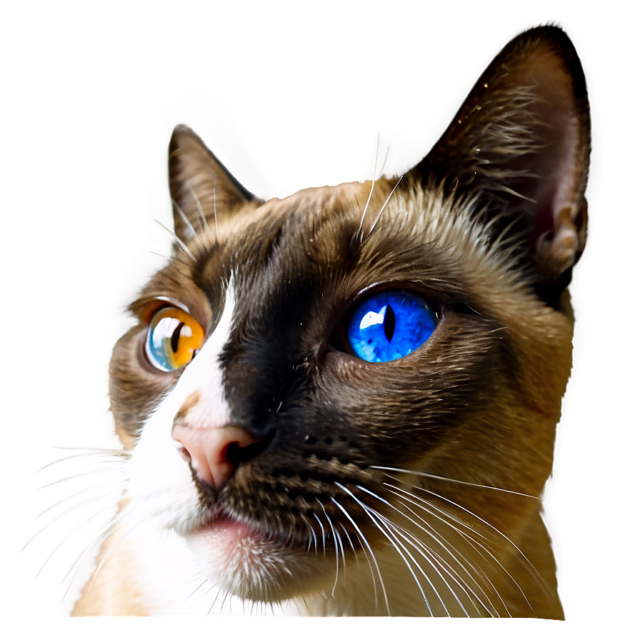 Siamese Cat Face Png 06122024 PNG image