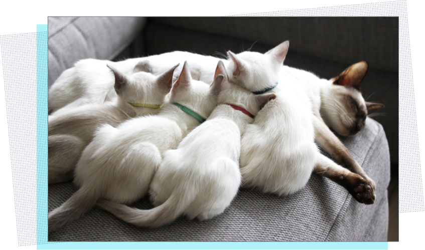 Siamese Cat Family Resting Together PNG image