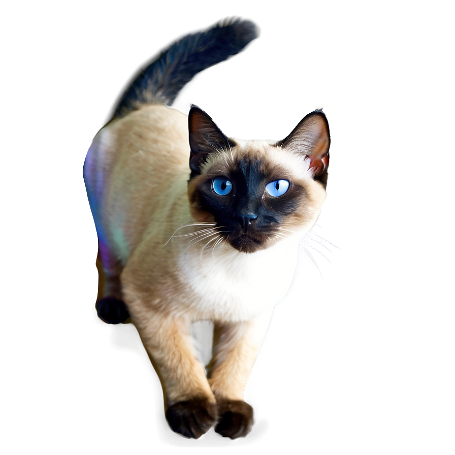 Siamese Cat Image Png A PNG image