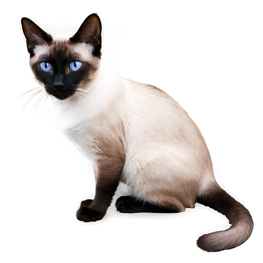 Siamese Cat Image Png B PNG image