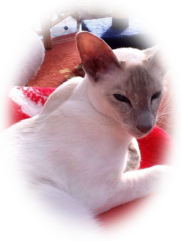 Siamese Cat Resting Indoors PNG image