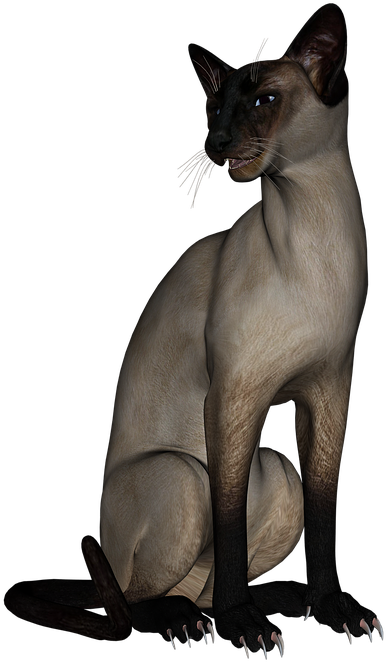 Siamese Cat3 D Model Pose PNG image