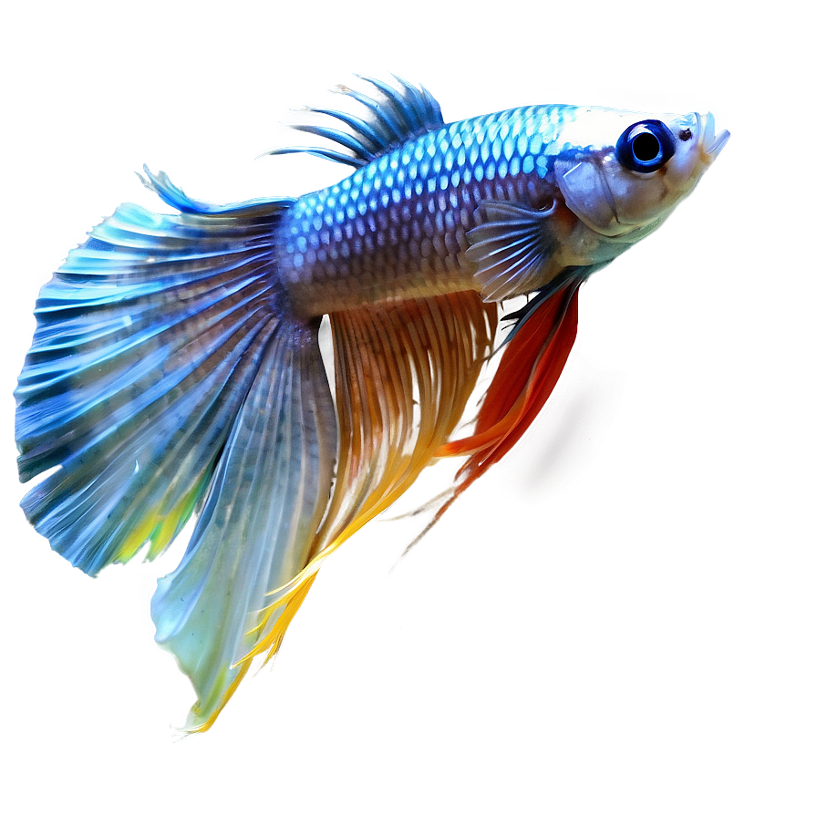 Siamese Fighting Fish Png 30 PNG image