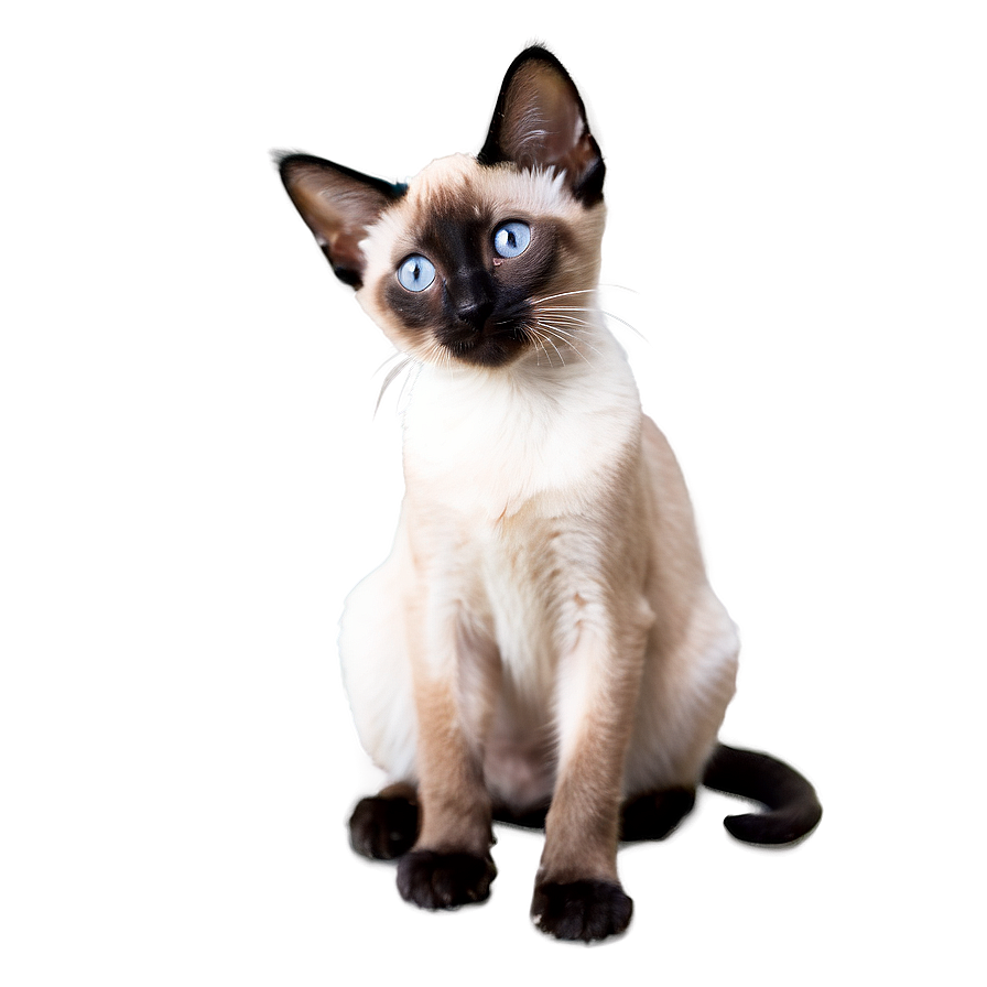 Siamese Kitten Png 26 PNG image