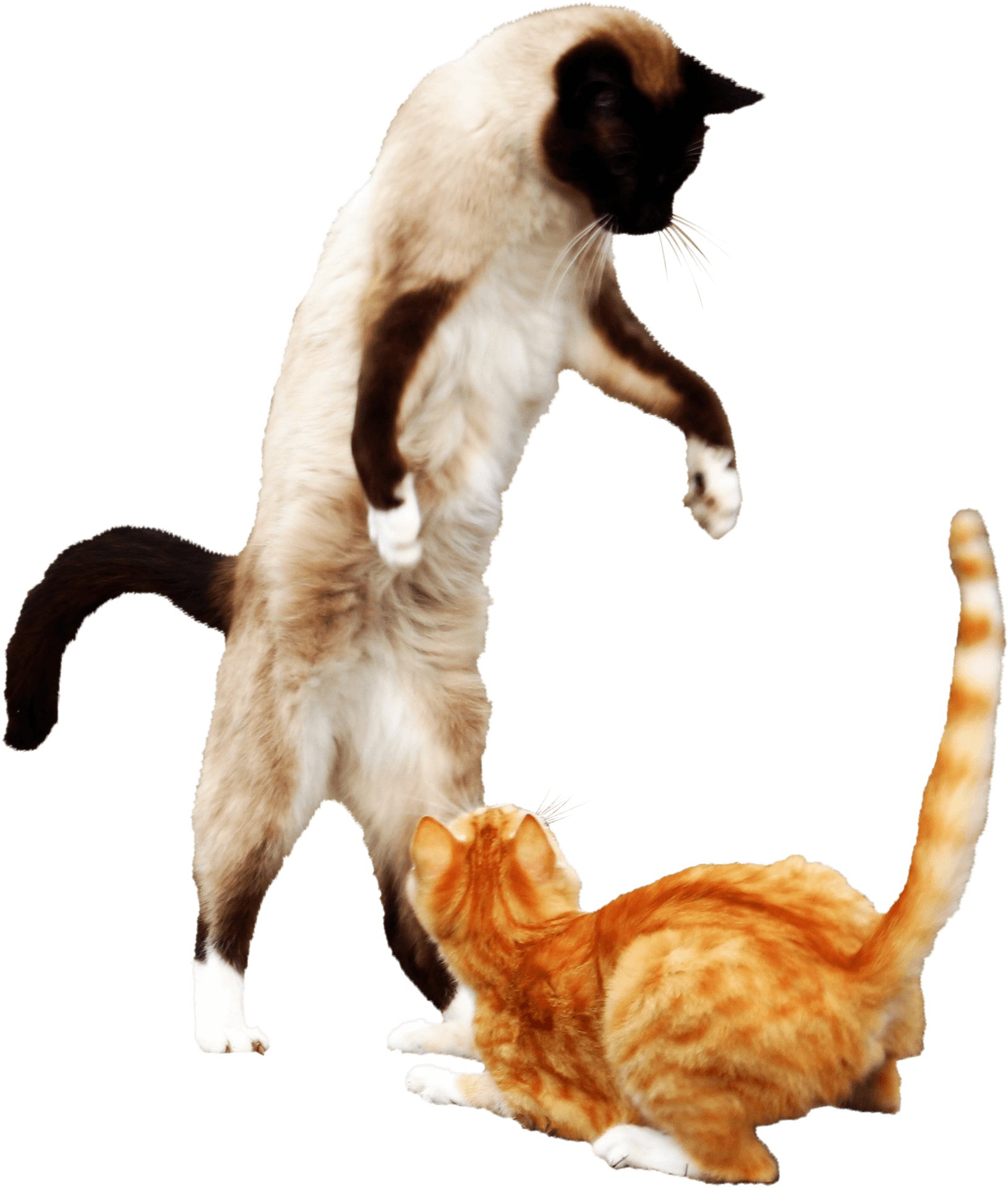 Siameseand Orange Tabby Cats Playing PNG image