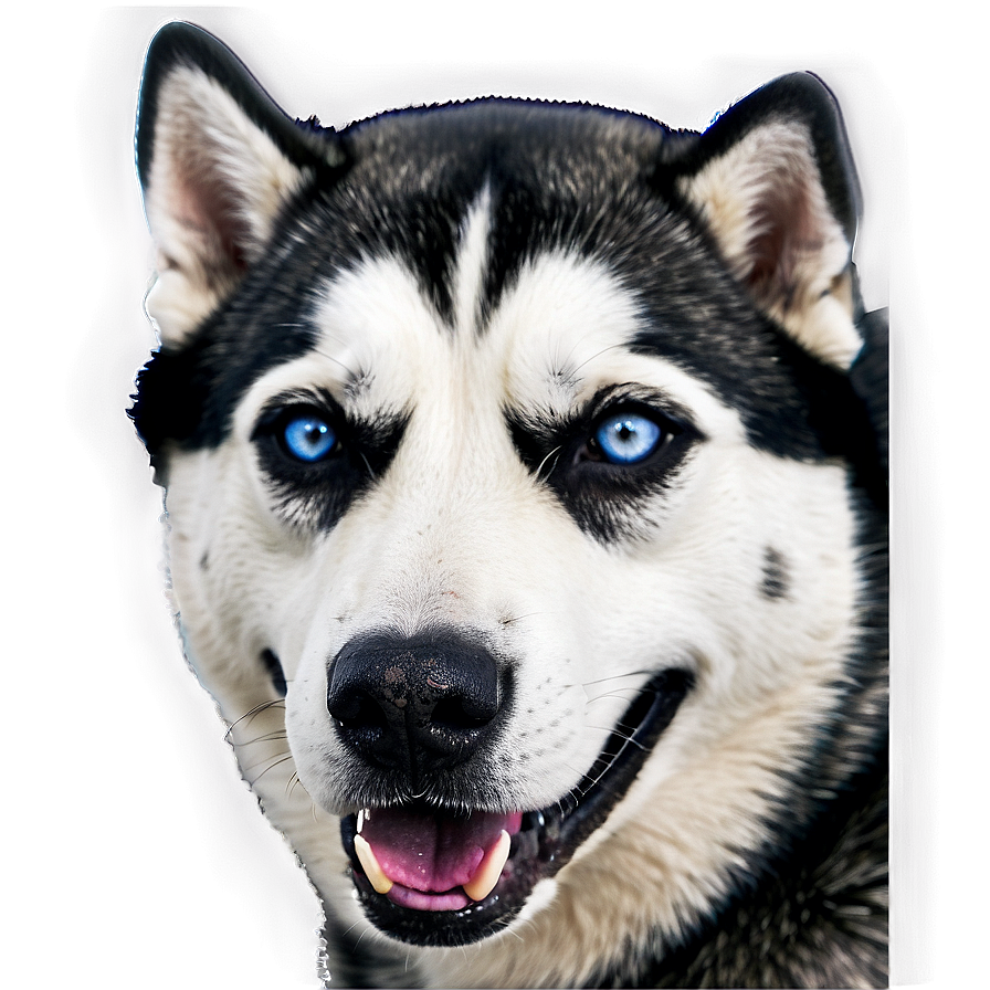 Siberian Husky A PNG image