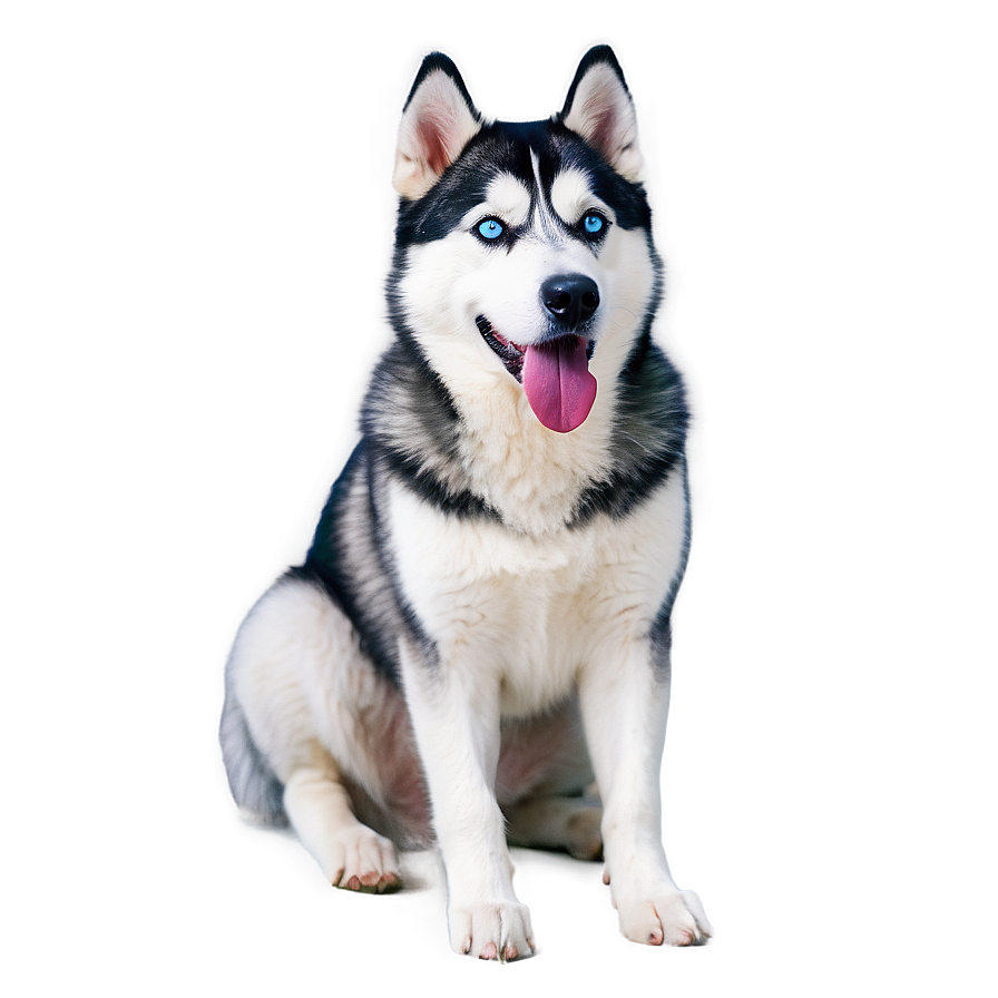 Siberian Husky Laying Png Ise PNG image