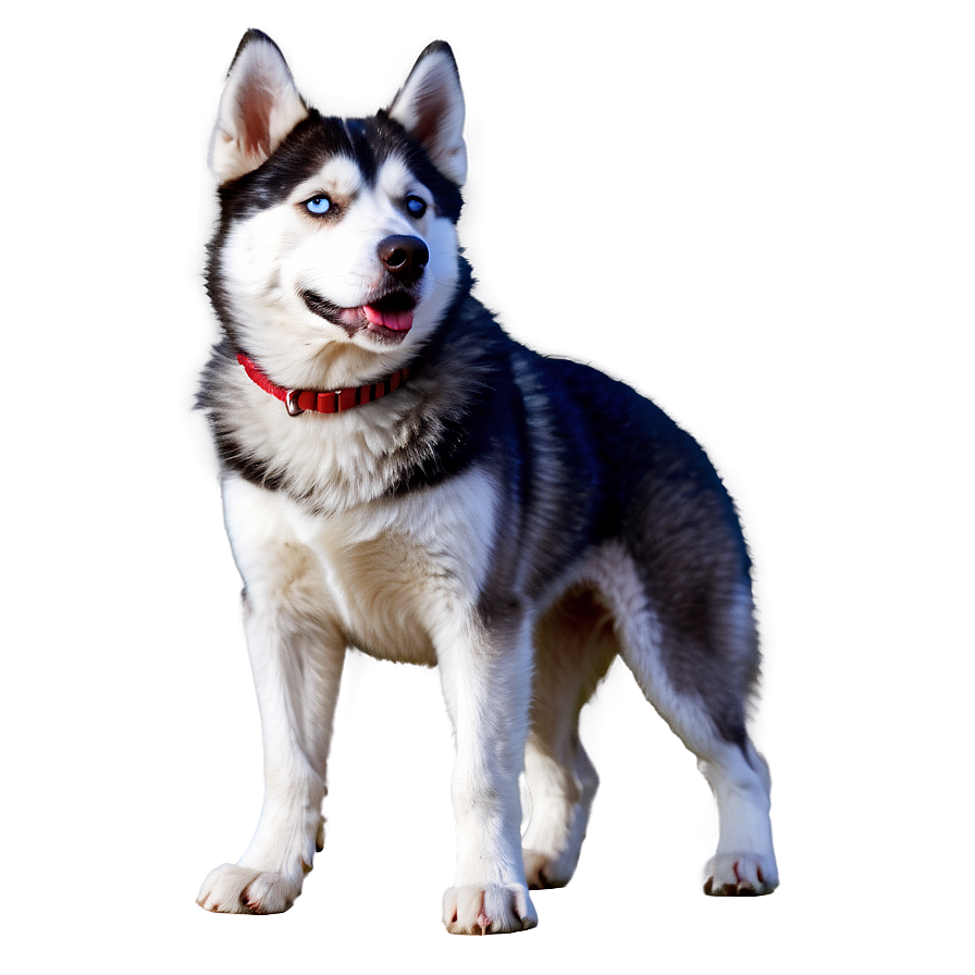 Siberian Husky Png 92 PNG image