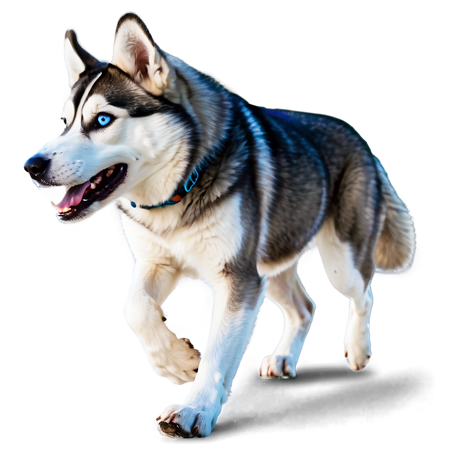 Siberian Husky Running In Snow Png 14 PNG image