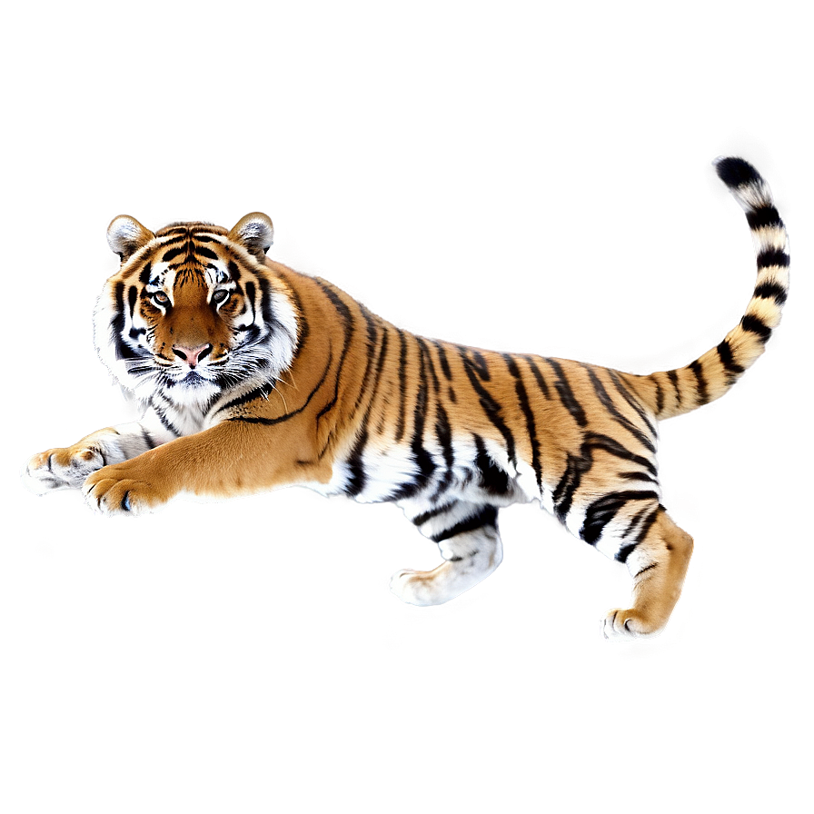 Siberian Tiger Png Fmy PNG image