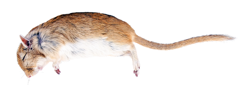 Side View Brown White Rat Black Background PNG image