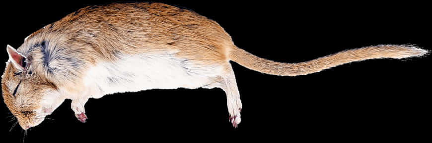 Side View Brown White Rat Black Background PNG image