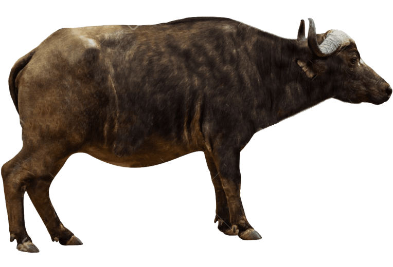 Side View Cape Buffalo Isolated PNG image