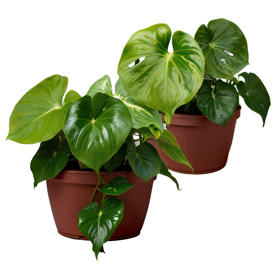 Signs Of Overwatered Pothos Png Gjp1 PNG image