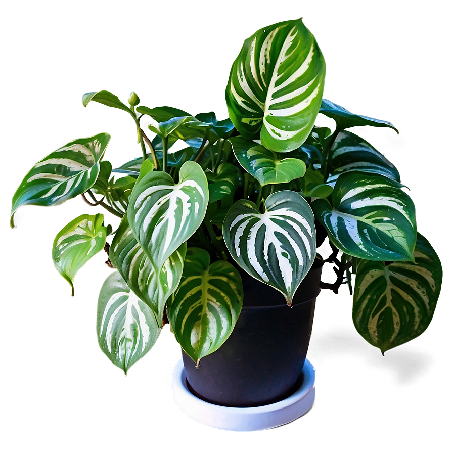 Signs Of Overwatered Pothos Png Rjr PNG image