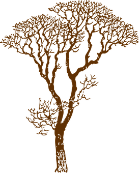 Silhouetted African Acacia Tree PNG image