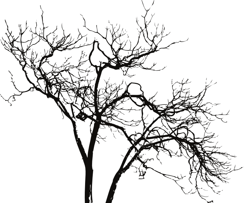Silhouetted Bare Tree Branches PNG image