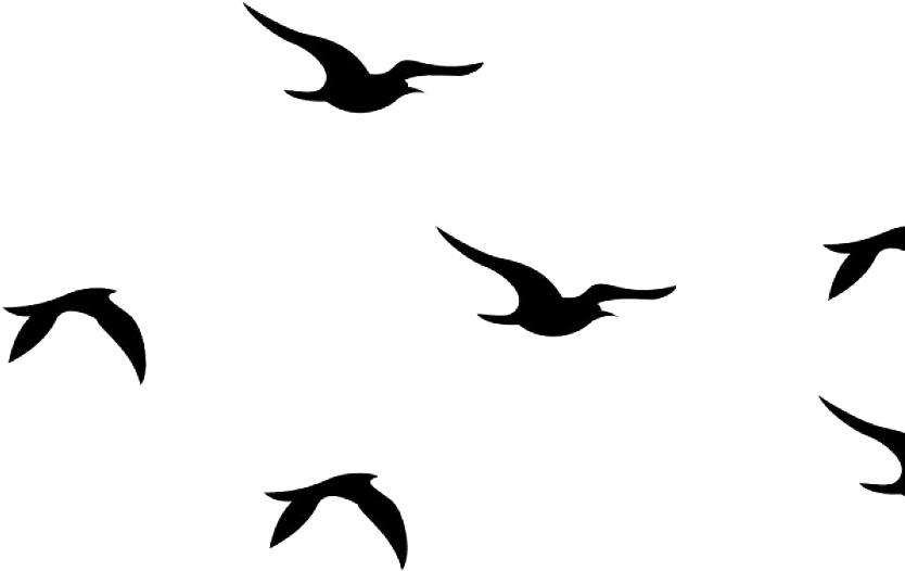 Silhouetted Birdsin Flight PNG image
