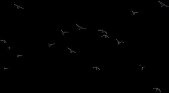 Silhouetted Birdsin Night Sky PNG image