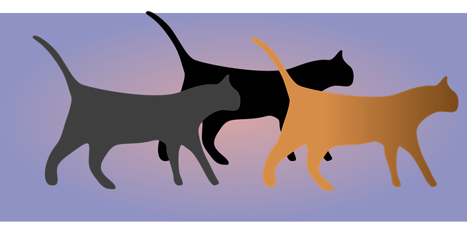 Silhouetted Cats Walking Together PNG image