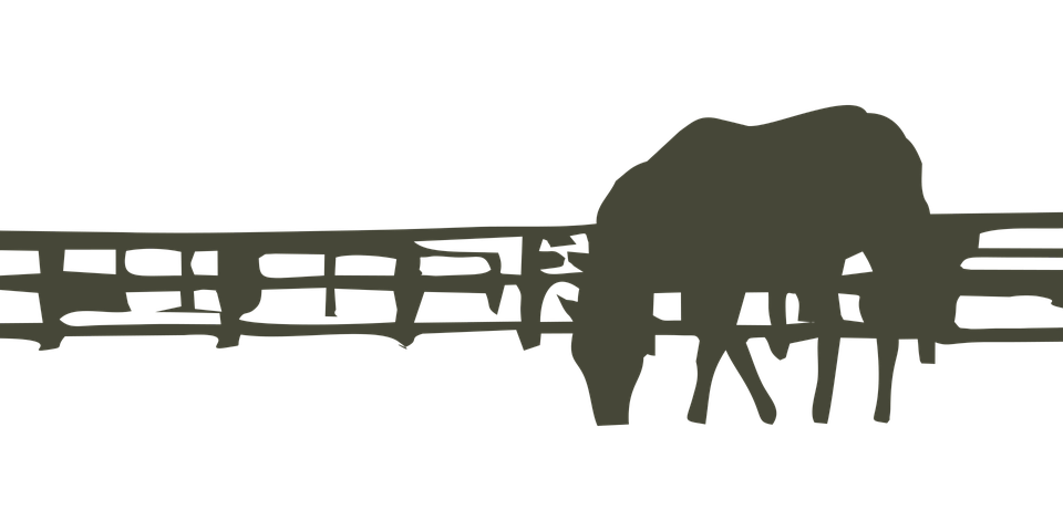 Silhouetted Elephanton Bridge PNG image