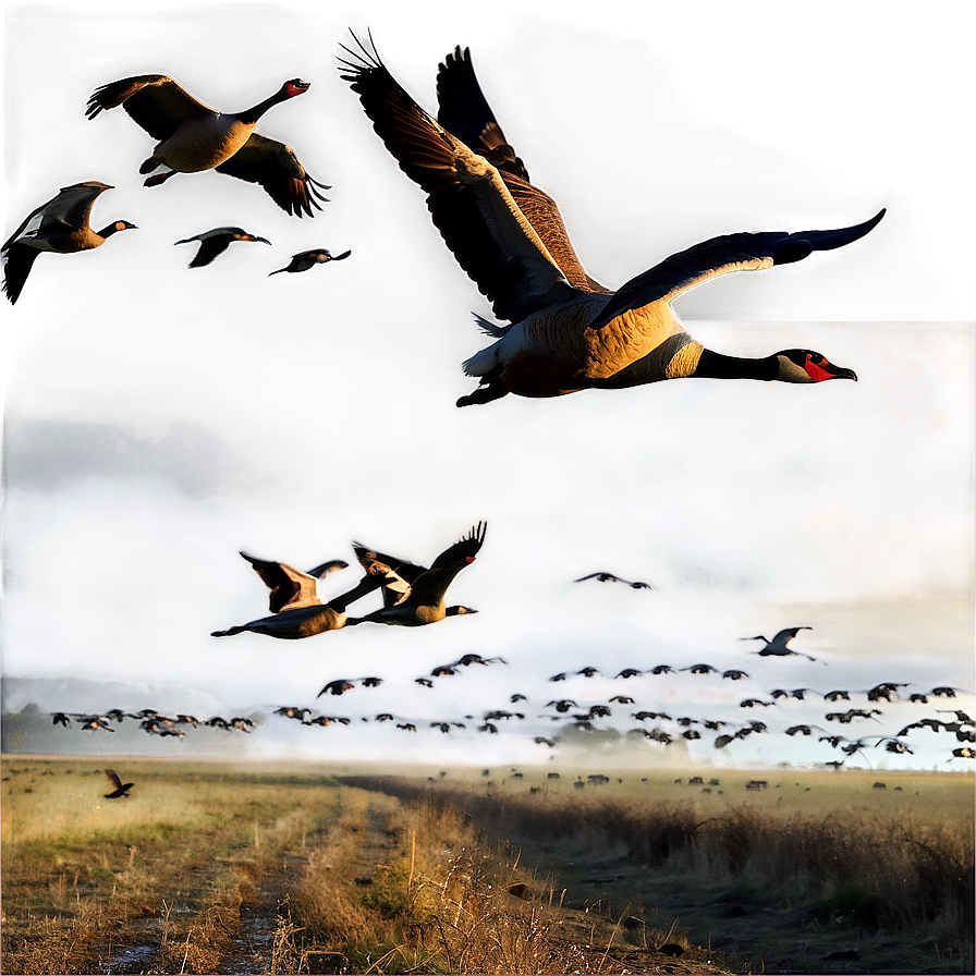 Silhouetted Geese Migration Png 06122024 PNG image