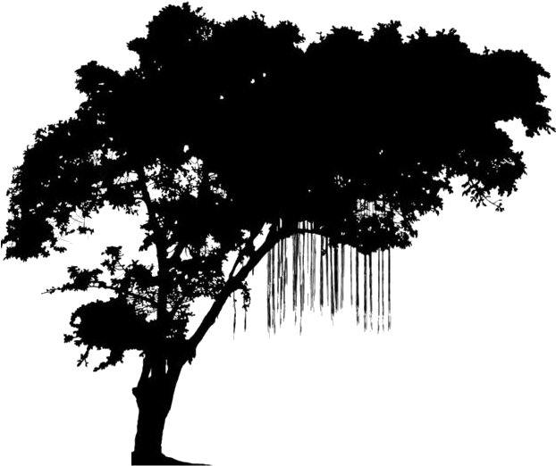 Silhouetted Tropical Treewith Hanging Roots PNG image