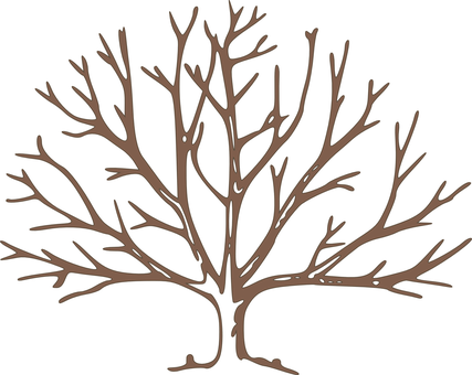 Silhouetteof Bare Tree PNG image