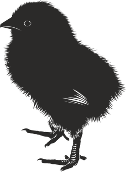 Silhouetteof Chick PNG image