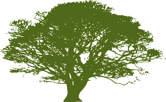 Silhouetteof Lush Tree PNG image