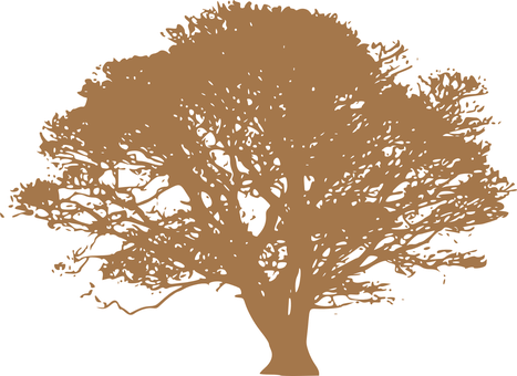 Silhouetteof Treeon Dark Background.jpg PNG image