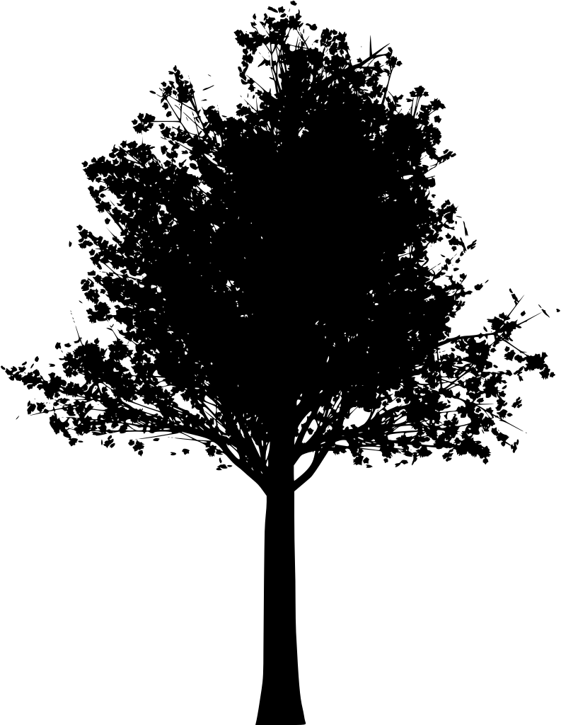 Silhouetteof Treewith Branches PNG image
