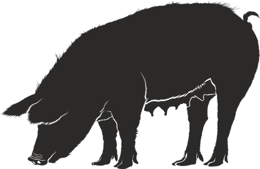 Silhouetteofa Pig PNG image